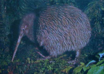 Der Kiwi (aus neuseelndischer Postkarte)