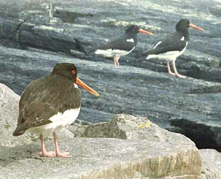 austernfischer.jpg (22844 Byte)