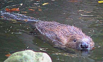 Biber, Foto: Haus der Natur - Cismar