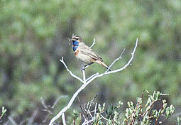 Blaukehlchen in Norwegen, Foto: Haus der Natur - Cismar