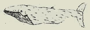 Blauwal, Zeichnung: F. Neese/A. Schultze-Mosgau
