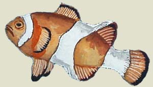 clownfisch.jpg (17552 Byte)