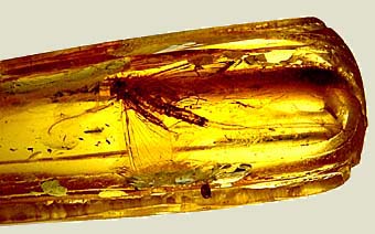 Eintagsfliege in Bernstein, Foto: Haus der Natur -Cismar