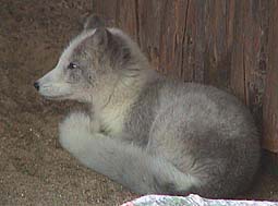 Eisfuchs, Foto: Haus der Natur