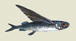 fliegenderfisch.jpg (10655 Byte)