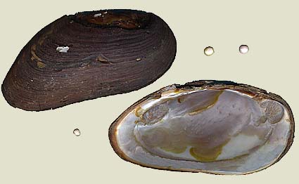 flussperlmuschel.jpg (23308 Byte)
