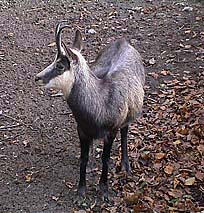 gaemse.jpg (41510 Byte)