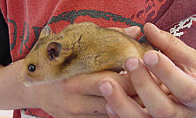 Goldhamster (von Jan Philipp Ehrich), Foto: Haus der Natur