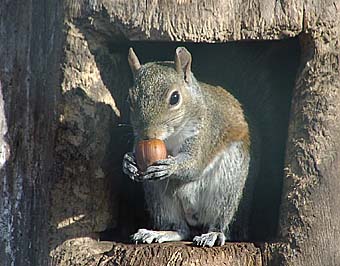 Grauhoernchen, Foto: Sylvia Reeckmann