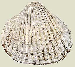 Herzmuschel, Foto: Haus der Natur - Cismar