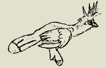 Hoatzin, Zeichnung: Vitalis Keller