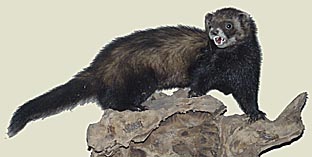 Iltis, Foto: Haus der Natur - Cismar