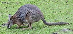 Knguru, Foto: Haus der Natur - Cismar