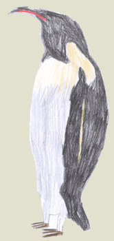 kaiserpinguin.jpg (17327 Byte)