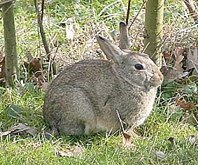 Wildkaninchen, Foto: Haus der Natur Cismar, 2004