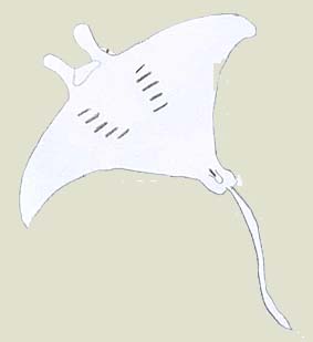 manta.jpg (5934 Byte)