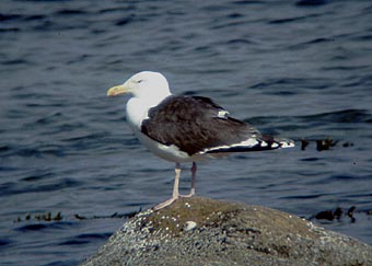 Mantelmwe, Foto: Haus der Natur