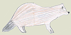 marderhund.JPG (12681 Byte)