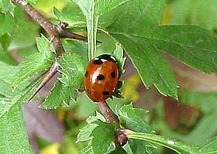 marienkaefer1.jpg (33922 Byte)