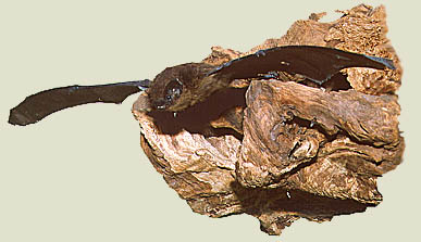 Mausohr, Foto: Haus der Natur - Cismar