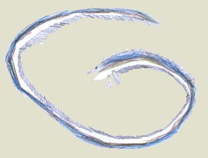 meeraal.jpg (19025 Byte)