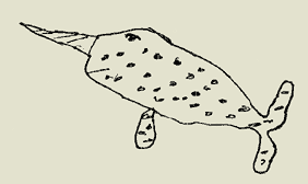 Narwal, Zeichnung: J. Bormann & J. Puksic