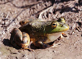 Ochsenfrosch, Foto: Rick Cameron