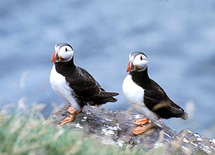 Papageitaucher, Foto: Haus der Natur - Cismar