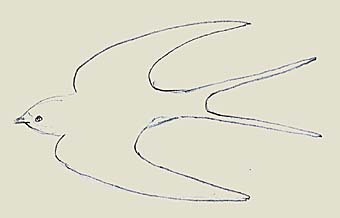 rauchschwalbe.jpg (7474 Byte)