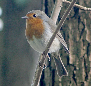 Rotkehlchen, Foto: Frank Schmidt