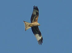 rotmilan3.jpg (10387 Byte)