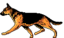 Schaeferhund