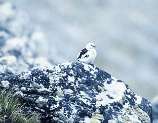 Schneeammer, Foto: Haus der Natur - Cismar