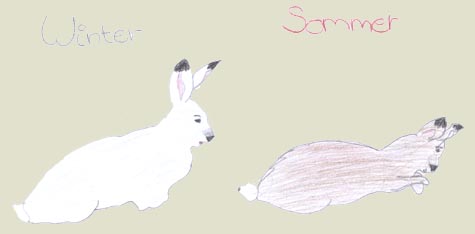 schneehase.jpg (10596 Byte)