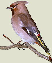 Seidenschwanz, Foto: V. Wiese