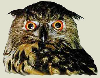 Uhu, Foto: Haus der Natur - Cismar