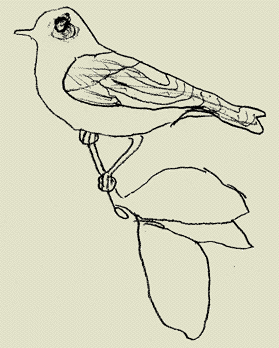 waldlaubsaenger.gif (13830 Byte)