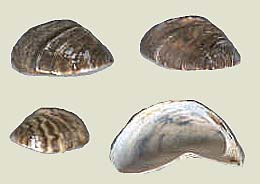 Wandermuscheln, gesammelt von Katharina Gundlach