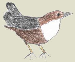 wasseramsel.jpg (11644 Byte)