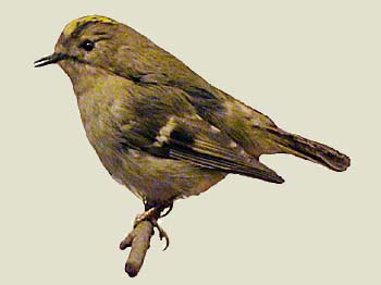 wintergoldhaehnchen.jpg (18106 Byte)