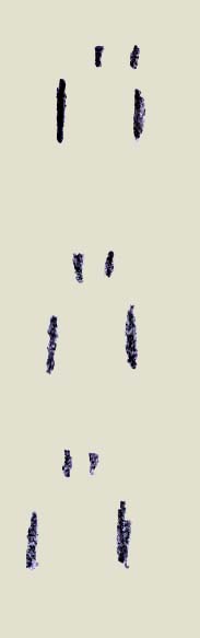 spureichhoernchen.jpg (6152 Byte)