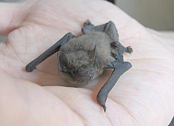 zwergfledermaus1.jpg (23795 Byte)