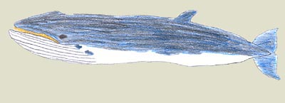zwergwal.jpg (15163 Byte)