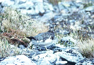 Alpenschneehuhn, Foto: Haus der Natur - Cismar