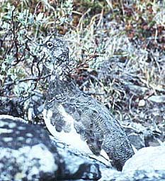 Alpenschneehuhn, Foto: Haus der Natur - Cismar