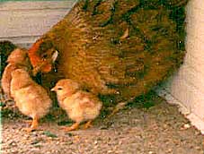 Huhn mit Kken, Foto: J. Hopp