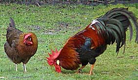 huhn1.jpg (28208 Byte)