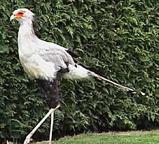 Sekretr (im Zoo), Foto: Haus der Natur - Cismar