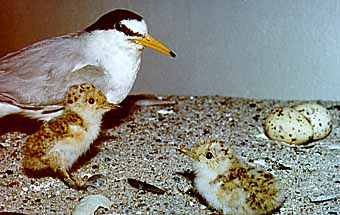 Zwergseeschwalbe, Museumsprparate, Foto: Haus der Natur - Cismar